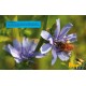 Ruche pédagogique Eric Tourneret. Abeille butineuse sur une fleur de chicorée sauvage