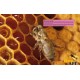 Ruche pédagogique Eric Tourneret. Jeune abeille