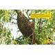 Ruche pédagogique Eric Tourneret. Essaim d'abeilles sur une branche