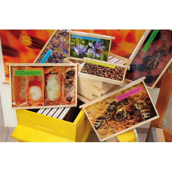 Jeu de 10 cadres + photos ruche DB Eric Tournet