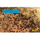Jeu de 10 cadres + photos ruche DB Eric Tournet
