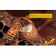 Jeu de 10 cadres + photos ruche DB Eric Tournet