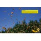 Jeu de 10 cadres + photos ruche DB Eric Tournet
