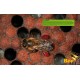 Jeu de 10 cadres + photos ruche DB Eric Tournet