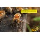 Jeu de 10 cadres + photos ruche DB Eric Tournet
